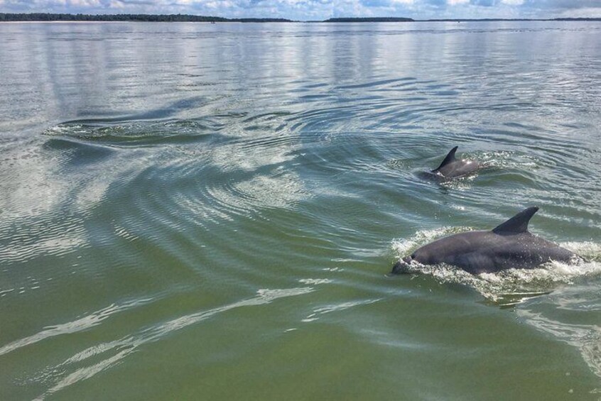 Atlantic Bottlenose Dolphin