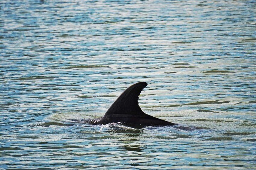 Private Hilton Head Dolphin Watching Tour with Waterfront Dining Stops