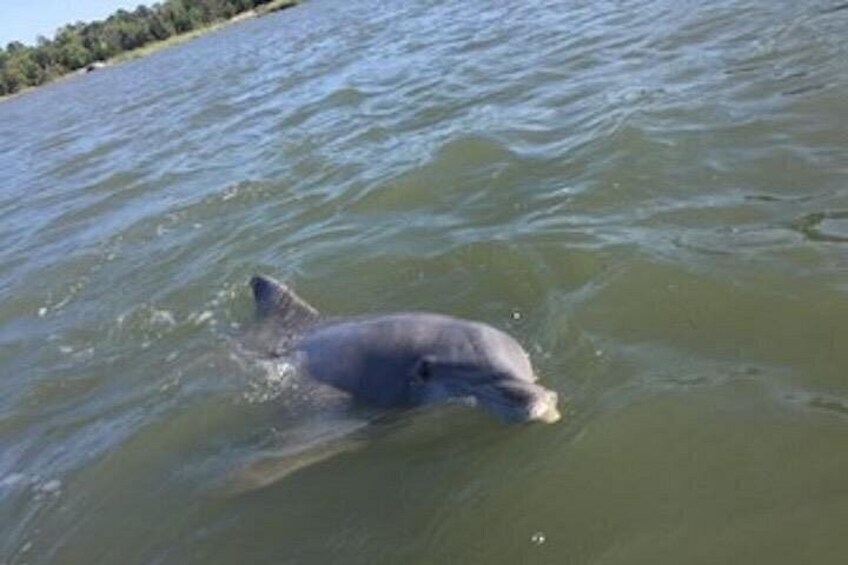 Un dauphin nageant dans une étendue d’eau. 2