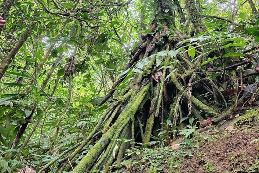 Adventure Zip Lining at the Cloud Forest from San José 3