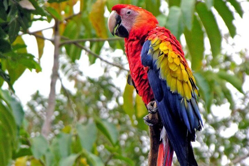 A colorful parrot perched on a branch. 1