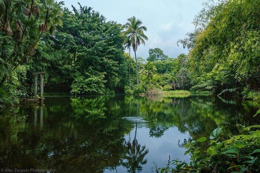 Un río tranquilo rodeado de densa vegetación tropical, con palmeras y diversas plantas verdes. 5