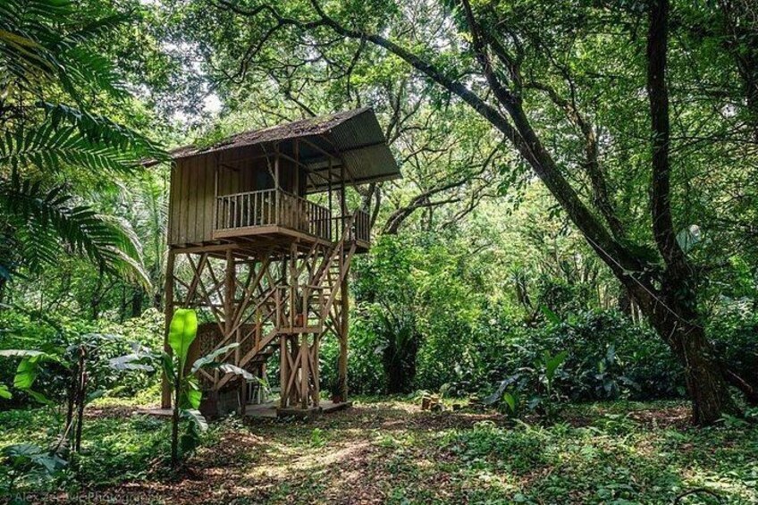 Una casa en el árbol de madera en un bosque frondoso. 3