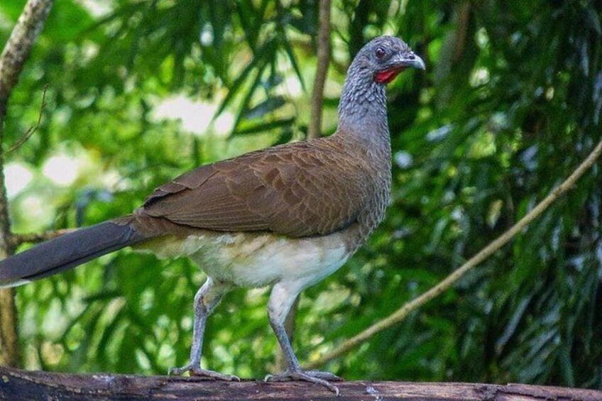 Un pájaro posado en una rama, con un fondo de hojas verdes. 2
