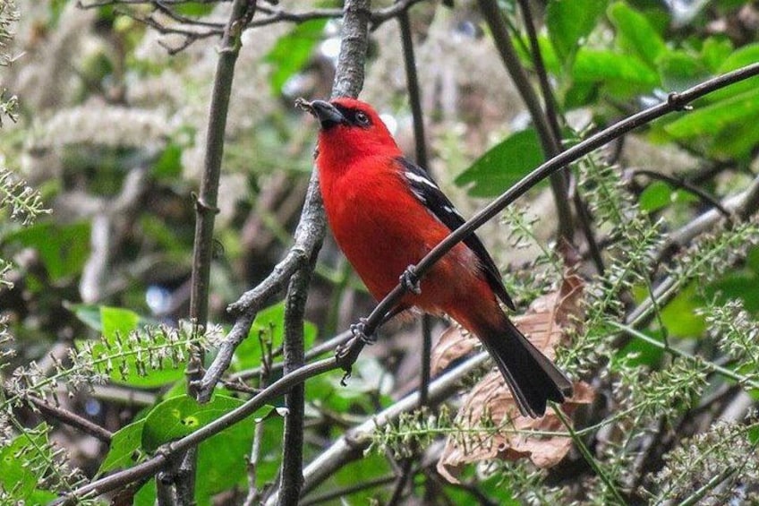 Un pájaro rojo posado en una rama rodeada de follaje verde. 4