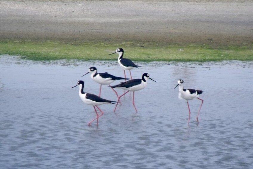 Lagoons of salt mines