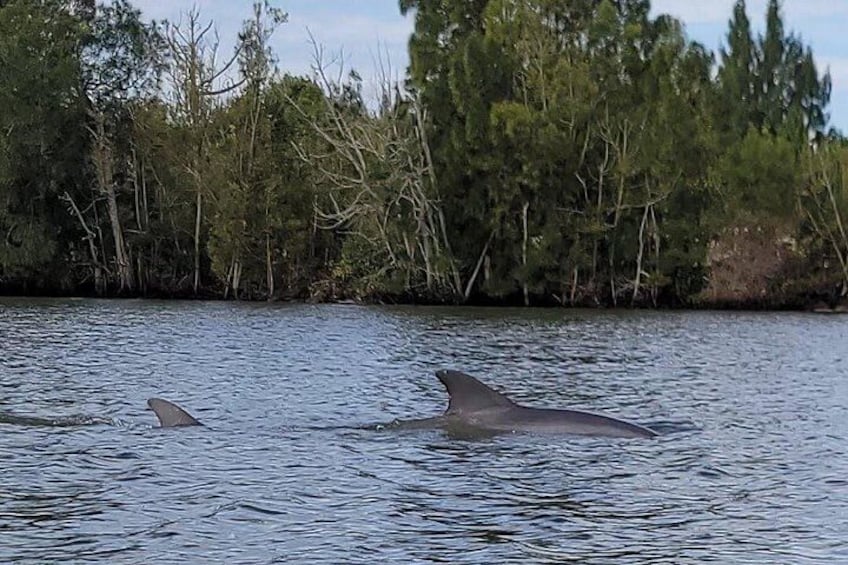 Manatee and Dolphin Kayaking | Wildlife Refuge (Titusville) 2