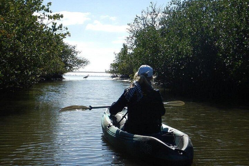 Manatee and Dolphin Kayaking | Wildlife Refuge (Titusville) 2