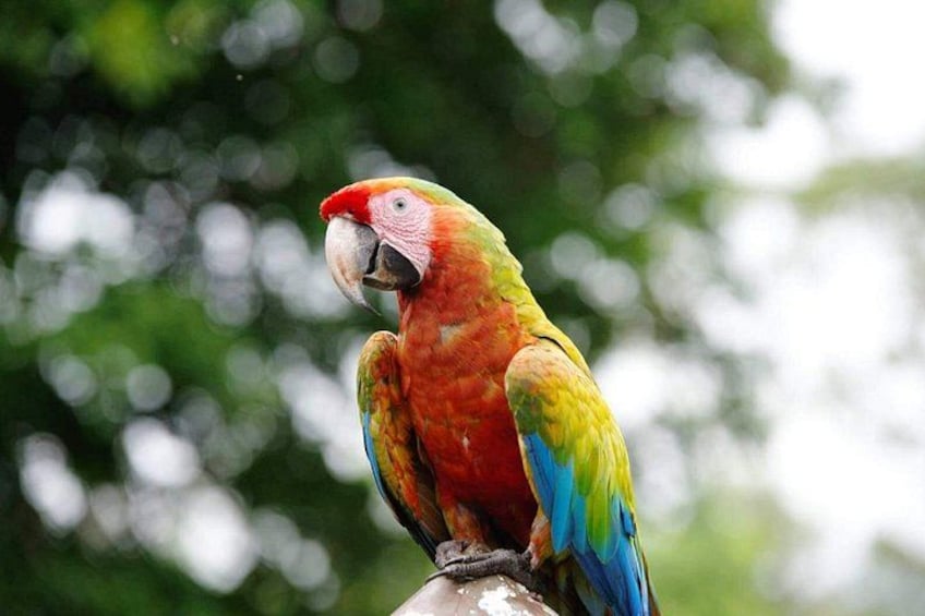 wildlife tour from san jose 4