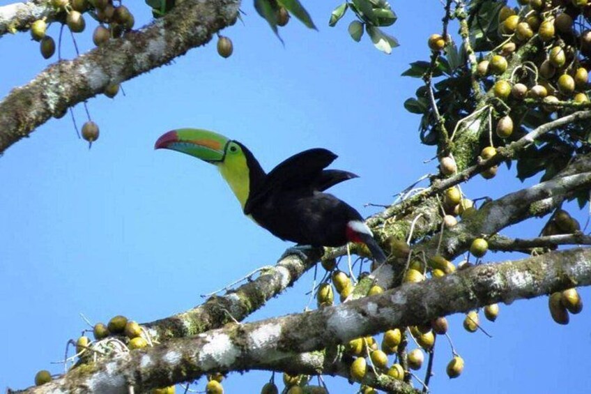 A toucan perched on a tree branch with yellow fruits. 2