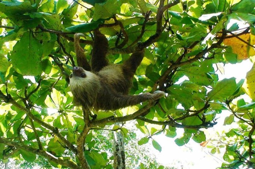Un paresseux suspendu à une branche d’arbre dans une forêt. 4