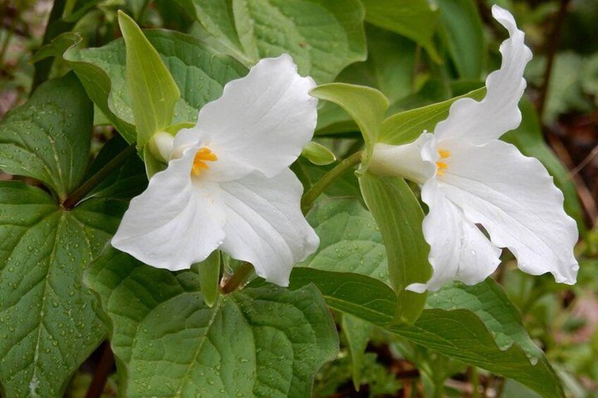 Flores blancas con centros amarillos, hojas verdes y gotas de agua. 2