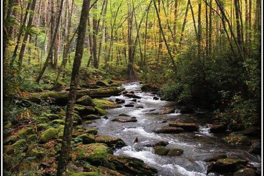River Magic: An Easy Smoky Mountain Guided Walk 2