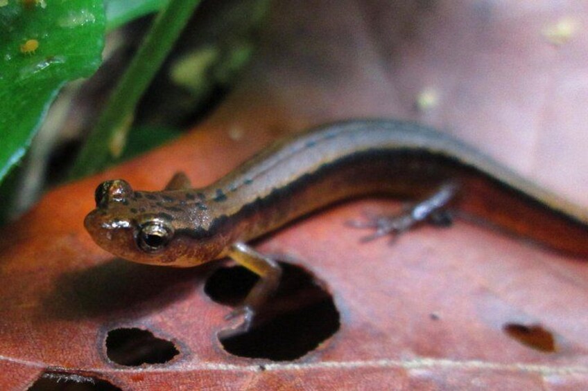 Una salamandra sobre una hoja. 4
