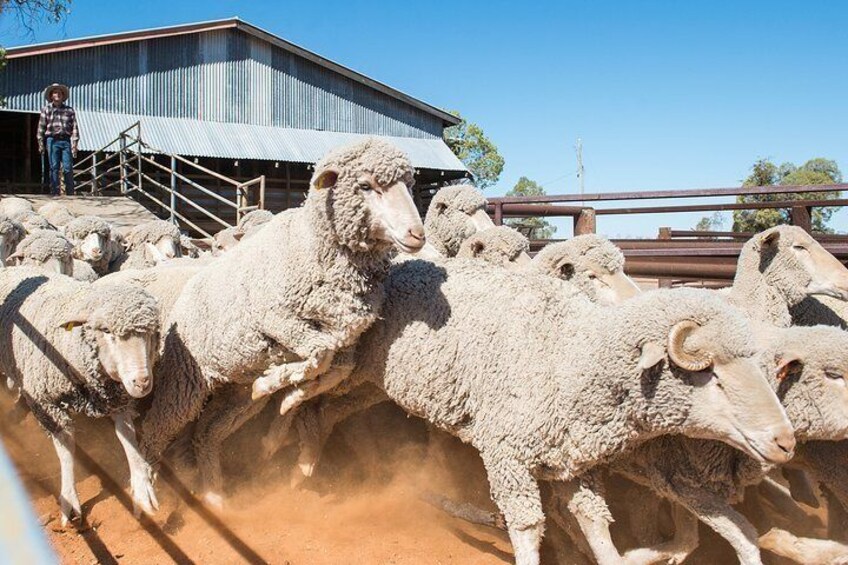 Meet the merino sheep 5