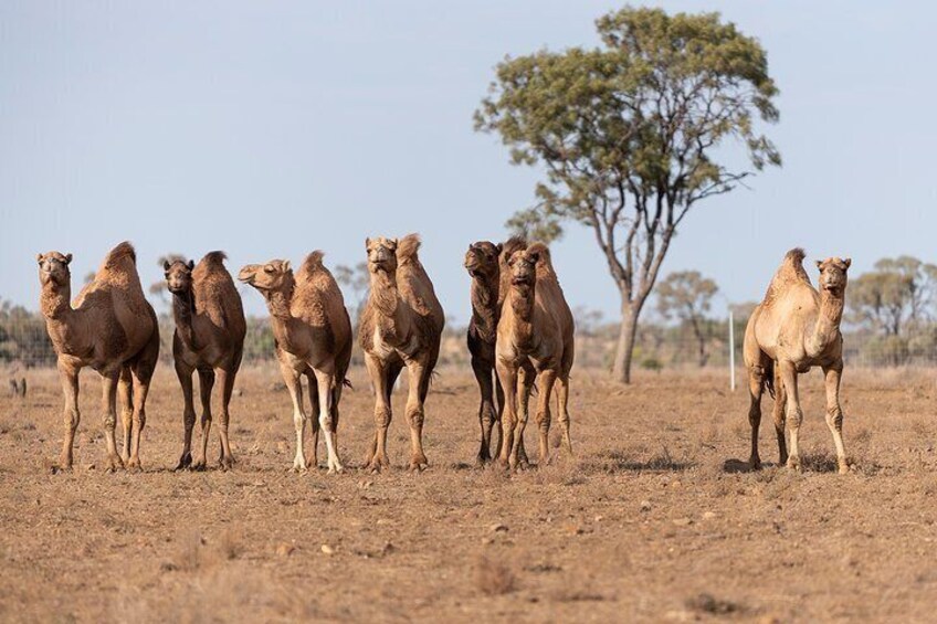 Meet our inquisitive camels 2