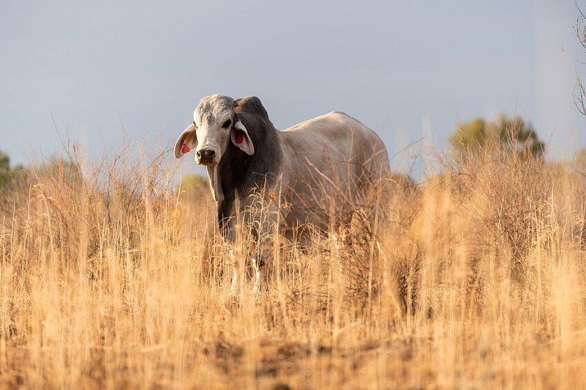 A buffalo in a grassy field with dry, tall grass and a clear sky. 4