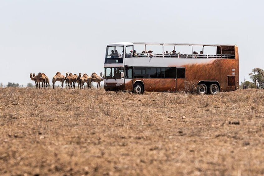 Tour our outback station, to get up close to the camels 3