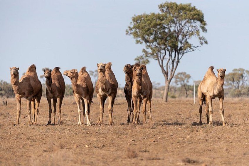 A group of camels standing in a dry, open landscape with sparse trees in the background. 2