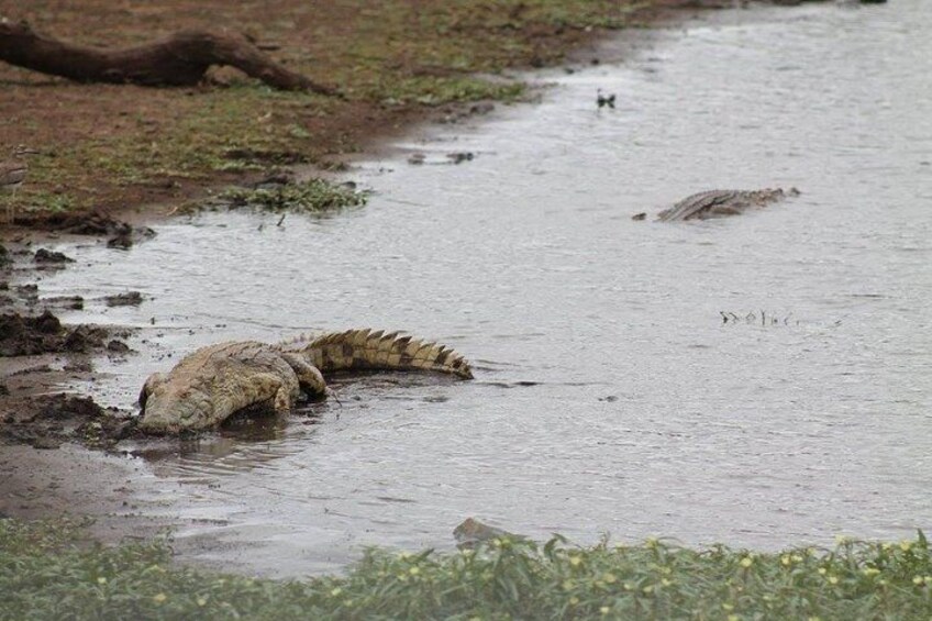 Kruger National Park Day Trip