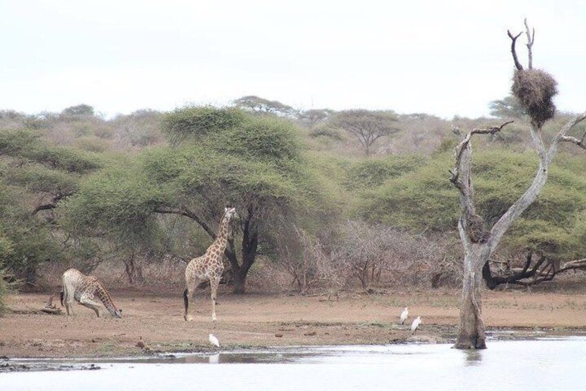 Kruger National Park Day Trip