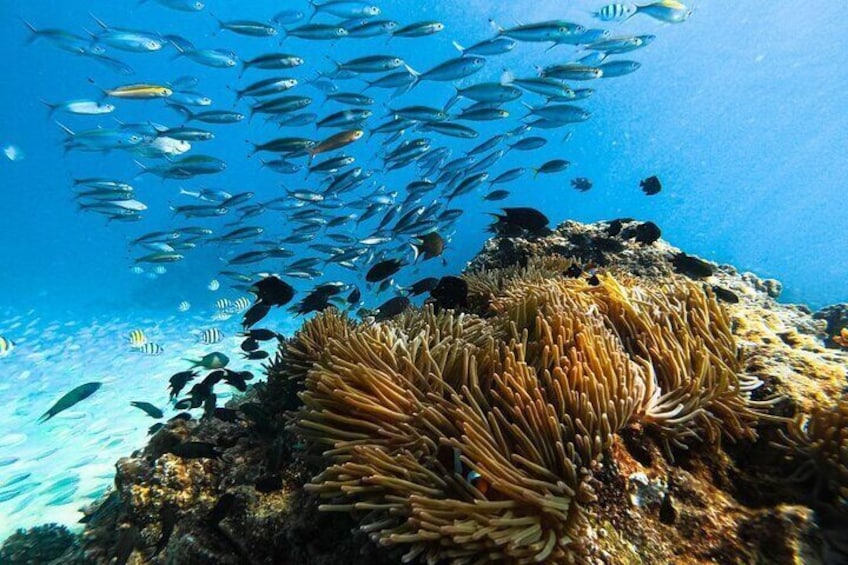 A coral reef with anemones and a school of fish swimming above. 5