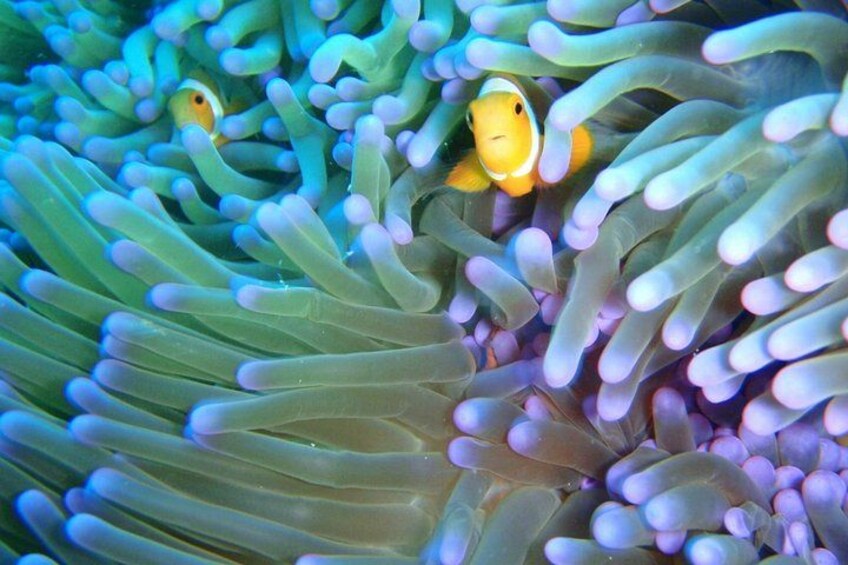 Anemones with clownfish. 4