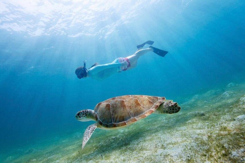 A diver and a sea turtle underwater. 5
