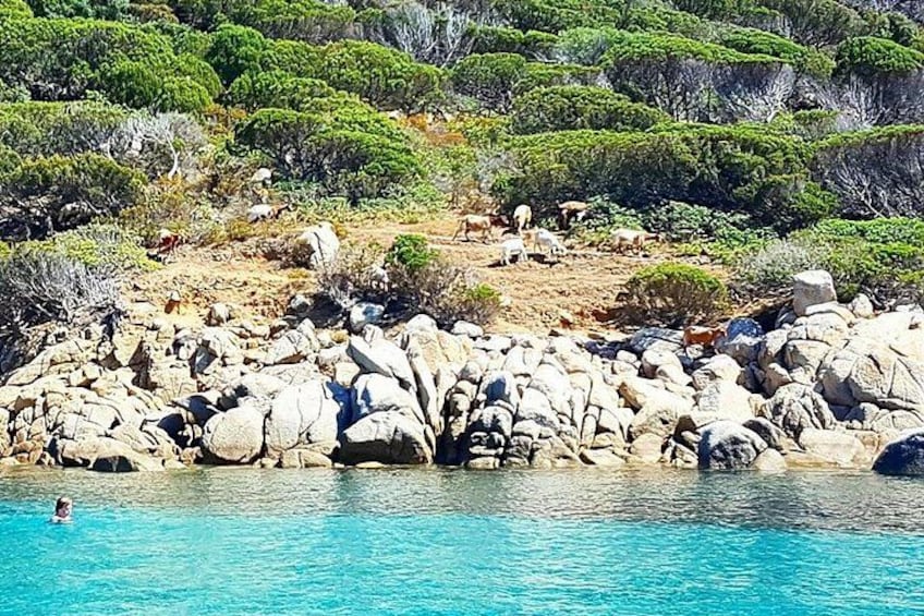 Cagliari: Full-Day Private Tour of Sardinia's Hidden Beaches from Chia 4