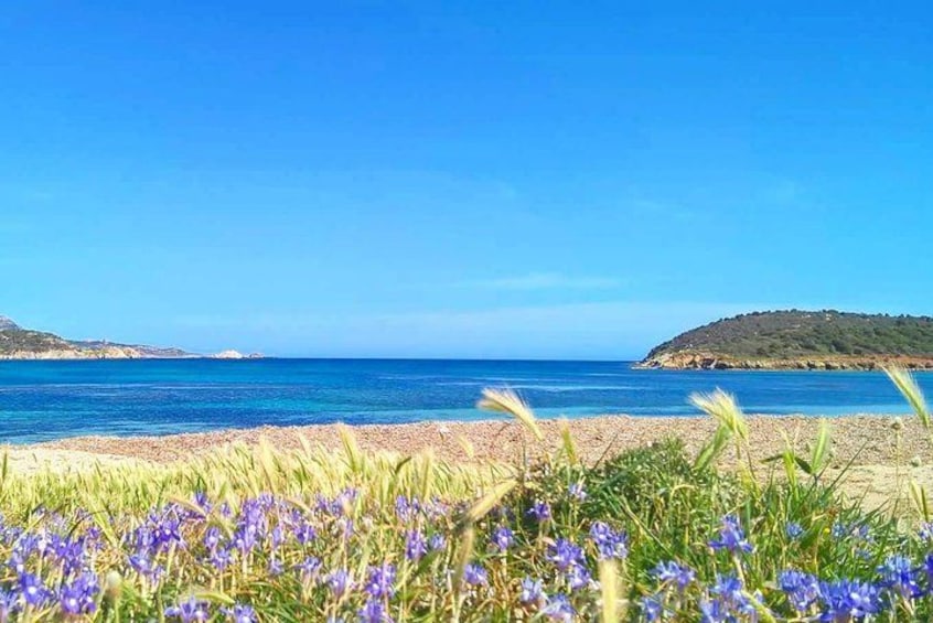 A beach with clear blue water, distant hills, and purple flowers in the foreground. 5