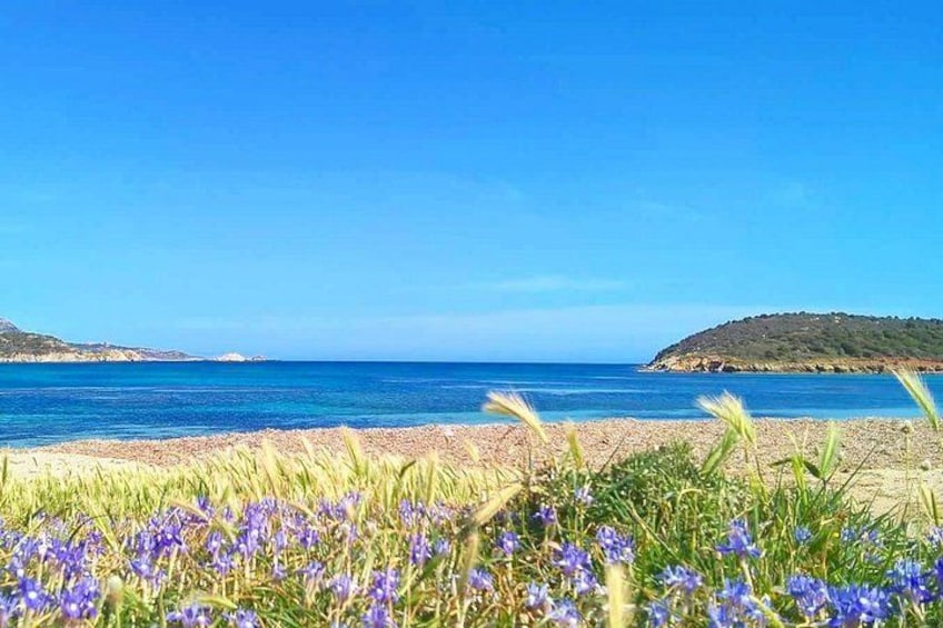 A beach with clear blue water, a pebbly shore, and purple flowers in the foreground. 5