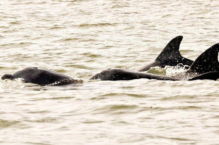 2-Hour Private Hilton Head Dolphin Watching Cruise 3