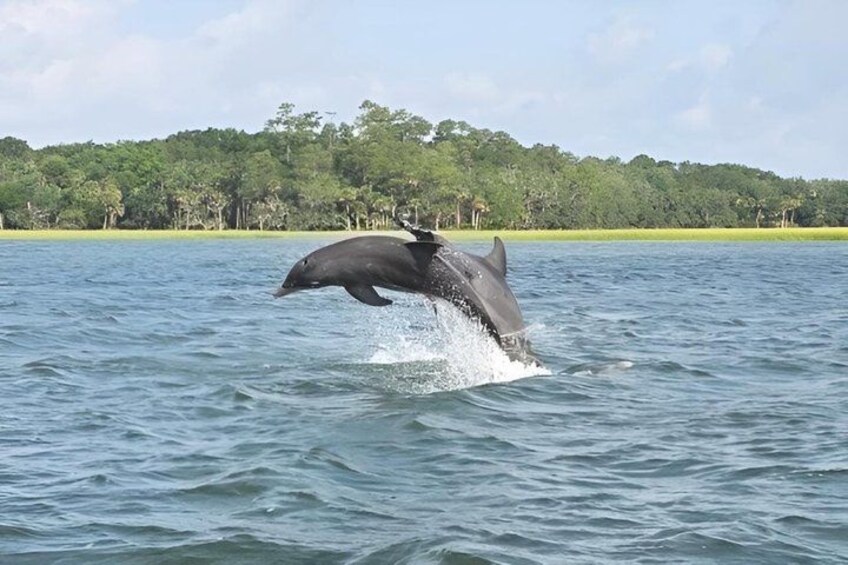 Hilton Head Dolphin Tour – 2-Hour Private Boat Cruise 3