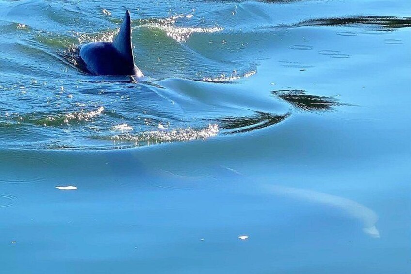 2-Hour Private Hilton Head Dolphin Watching Cruise 2