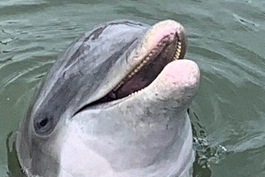 Private Hilton Head Sunset Dolphin Cruise - Up to 6 Guests 4