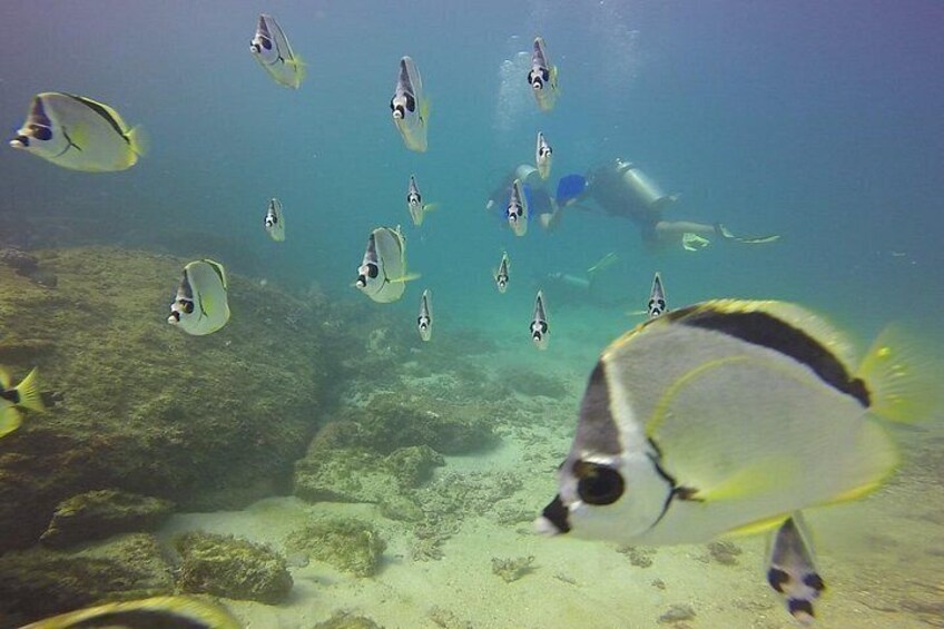 A diver surrounded by fish in clear water. 3