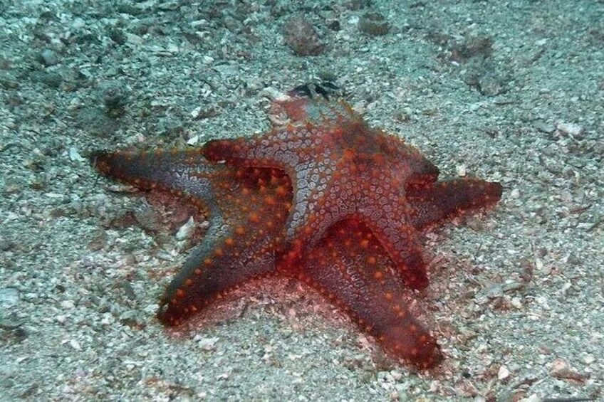 A starfish on a rocky seabed. 5
