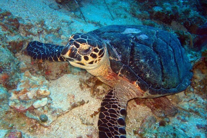 Scuba Diving for Beginners in Acapulco 3