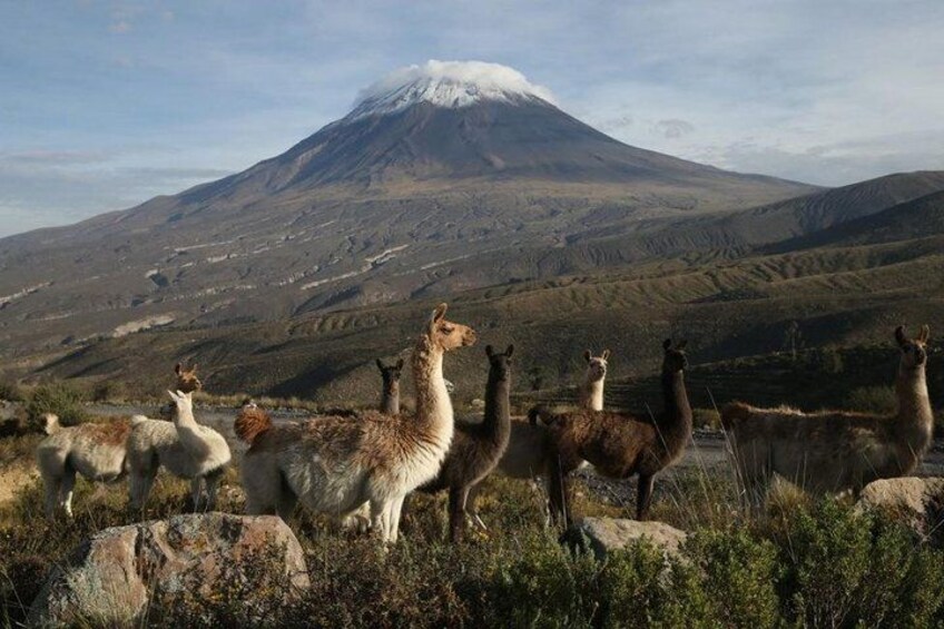 Tour Colca Full Day Promotional Price