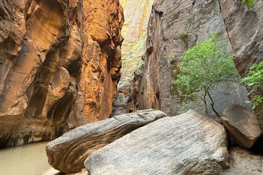 Un canyon con massi enormi e un piccolo albero. 3
