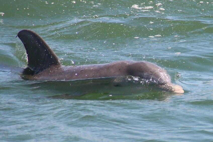 Ein Delfin schwimmt im Meer. 2