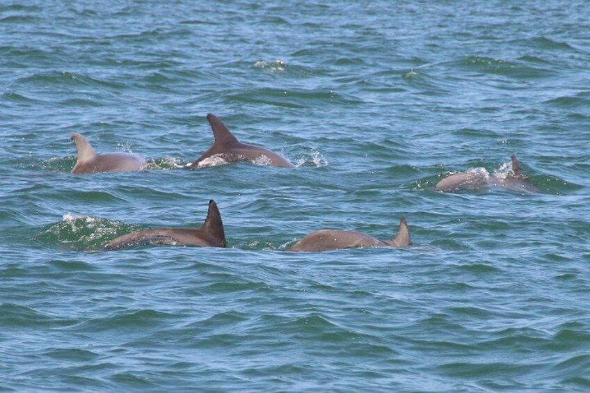 Delfine schwimmen im Meer. 3
