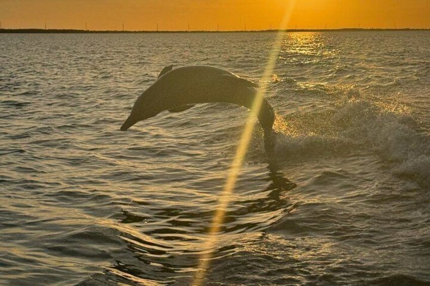 A dolphin leaping out of the water at sunset. 4