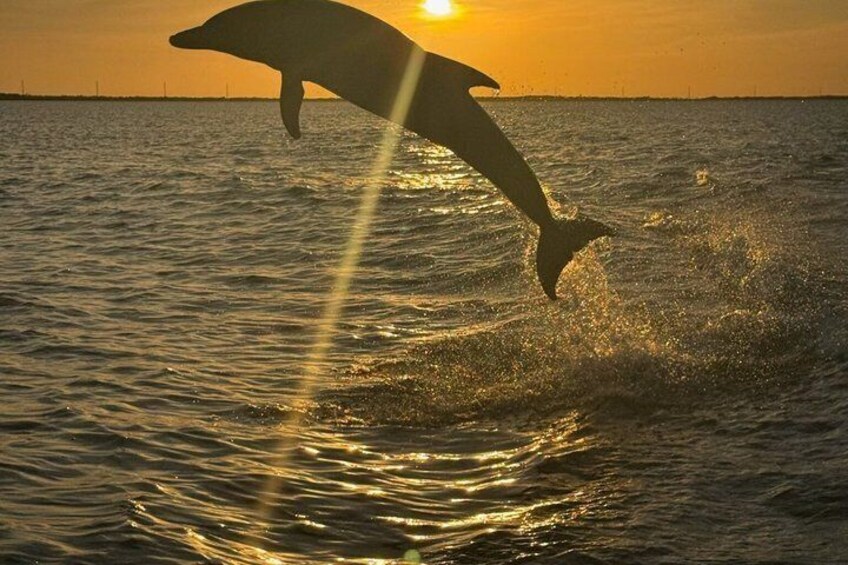 A dolphin leaping out of the water at sunset. 1