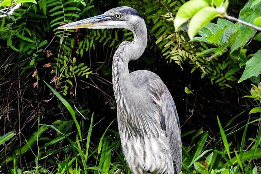 Small Group Florida Keys Eco Tour by Boat 1