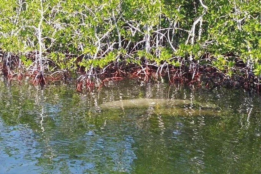 Small Group Florida Keys Eco Tour by Boat 3