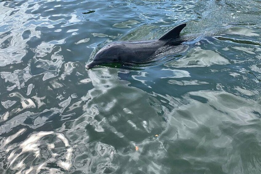 Small Group Florida Keys Eco Tour by Boat 2
