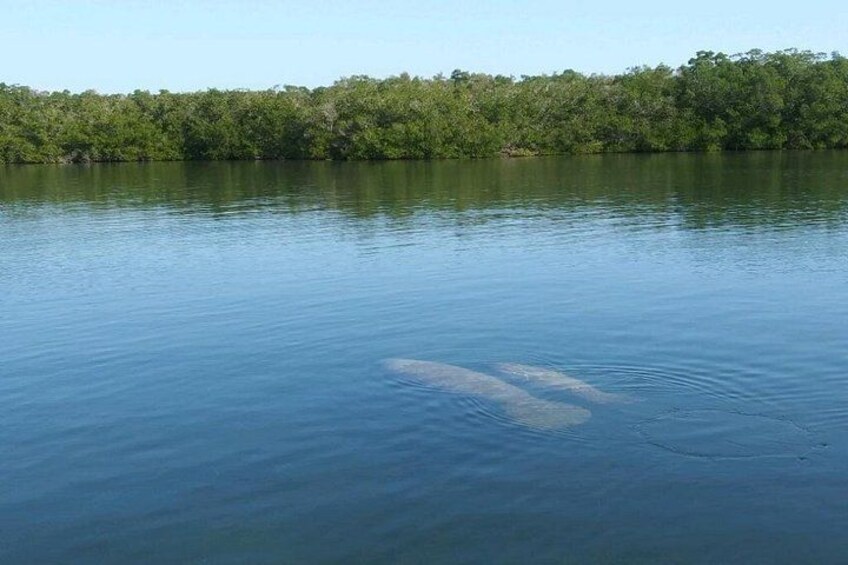 Small Group Florida Keys Eco Tour by Boat 2