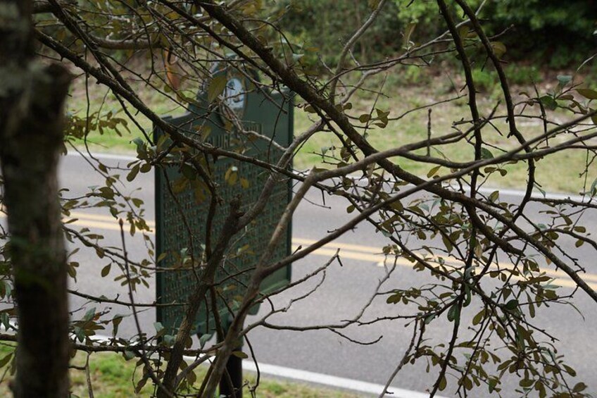 A road with a green signpost partially obscured by branches. 3