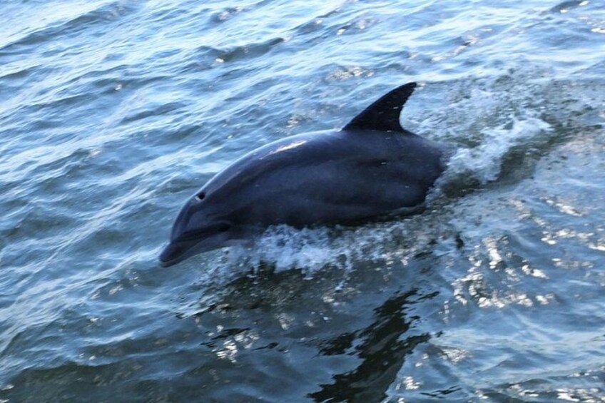 See dolphins in summer. 2